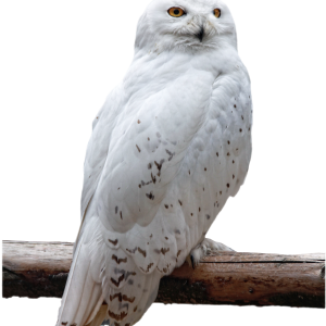 Owl PNG