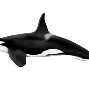 Killer whale PNG