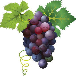 Grape PNG image