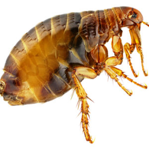 Flea PNG