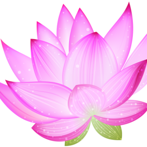 Lotus flower PNG