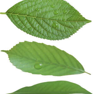 Green leaf PNG
