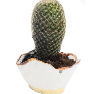 Cactus PNG image