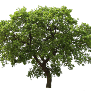 tree png image