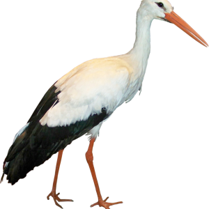 Stork PNG