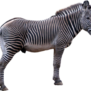 Zebra PNG image