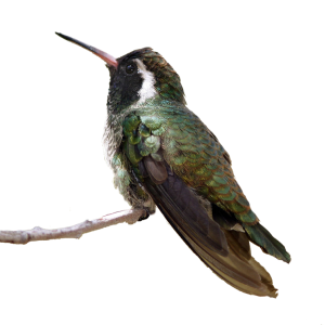 Hummingbird PNG