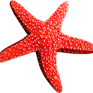 Starfish PNG