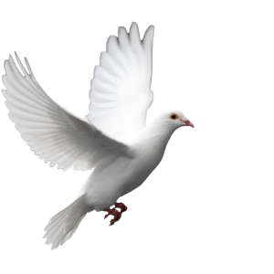 white pigeon PNG