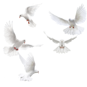 white dove pigeon PNG