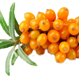 Sea buckthorn PNG