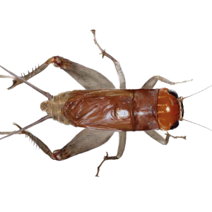 Cricket insect PNG