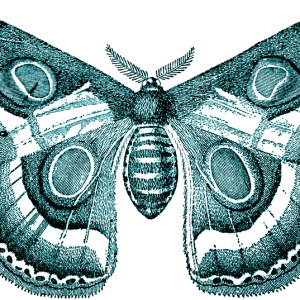 Moth PNG