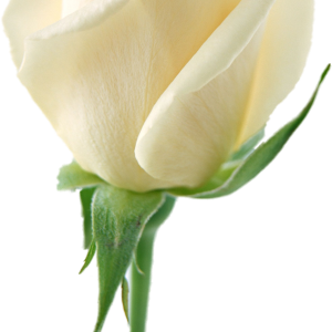 White rose PNG image, flower white rose PNG picture