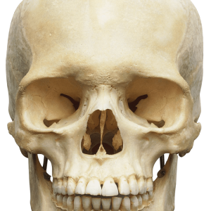 Skull PNG