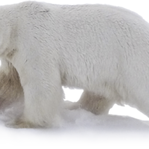 Polar white bear PNG