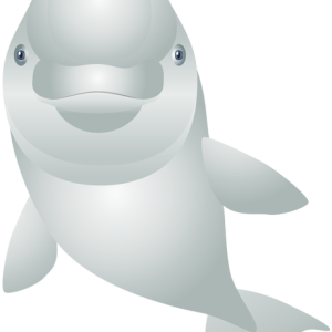 Dolphin PNG