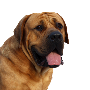 Dog PNG
