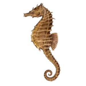 Seahorse PNG