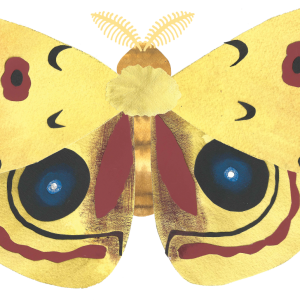 Moth PNG