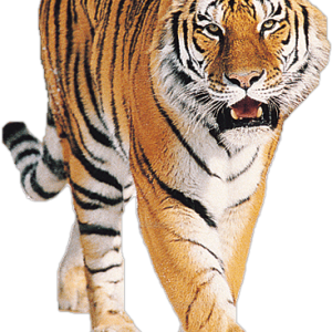Tiger PNG image, free download, tigers