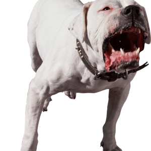 Dog PNG