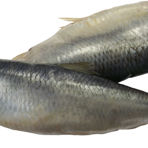 Fish PNG