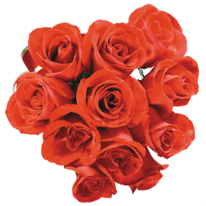 Rose PNG