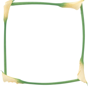 Floral frame PNG
