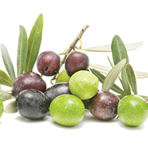 Olive PNG
