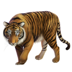 Tiger PNG