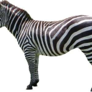 Zebra PNG image