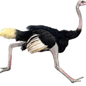 Ostrich PNG