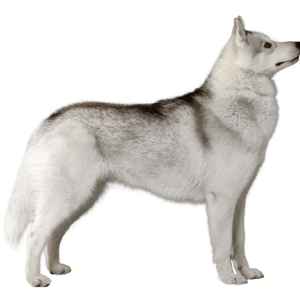 Husky PNG