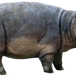 Hippo PNG