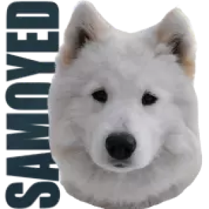 Samoyed PNG