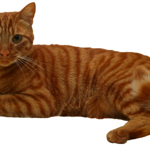 Cat PNG laying on the floor