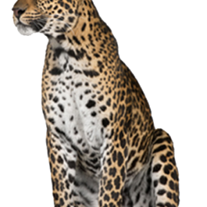 Leopard PNG