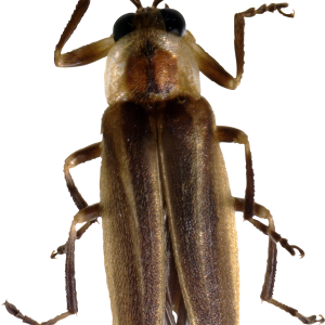 bug PNG image