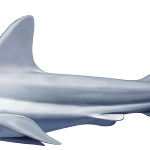 Shark PNG