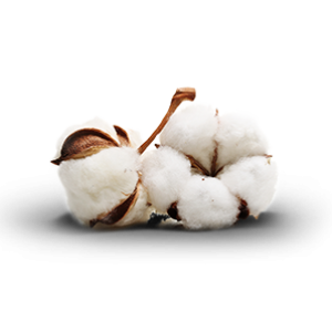 Cotton PNG