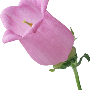 Bellflower PNG
