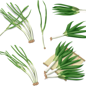 Leek PNG
