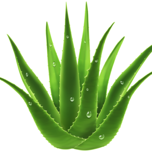Aloe vera PNG