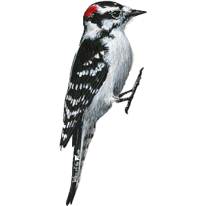 Woodpecker PNG