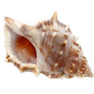 Conch PNG