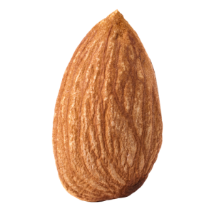 Almond PNG