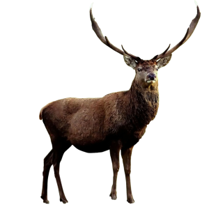 Moose, elk PNG