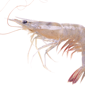 Shrimp PNG image