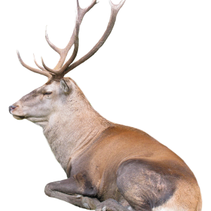 Santa Claus's reindeer PNG
